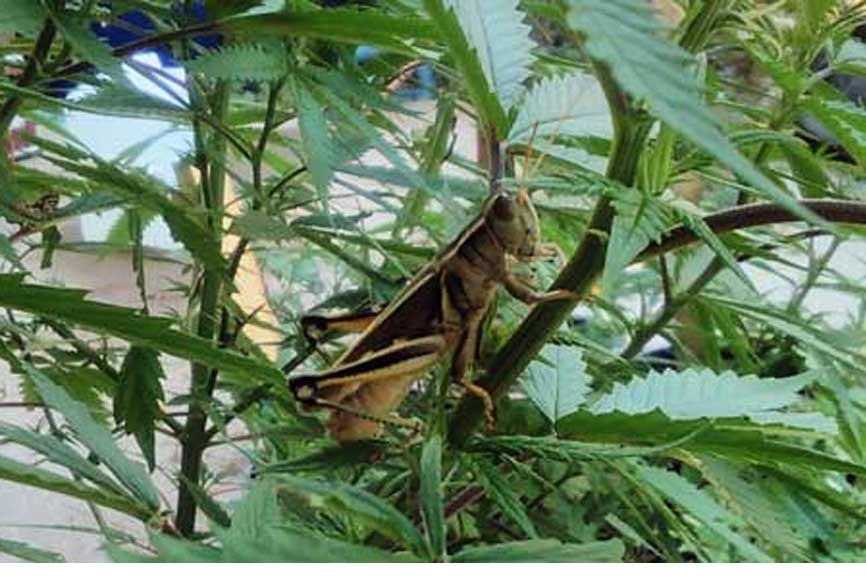 grasshopper in cannabis plant