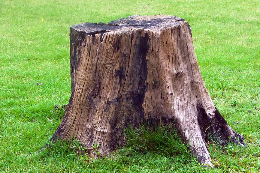 Tree stump to be removed