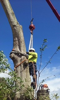 Tampa-FL-Tree Removal-Service