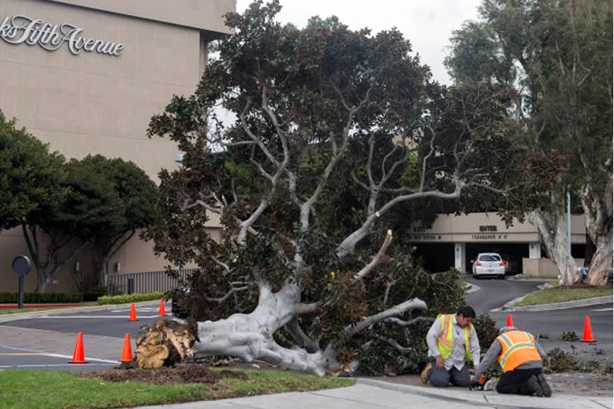 Tree Emergency Removal Tampa